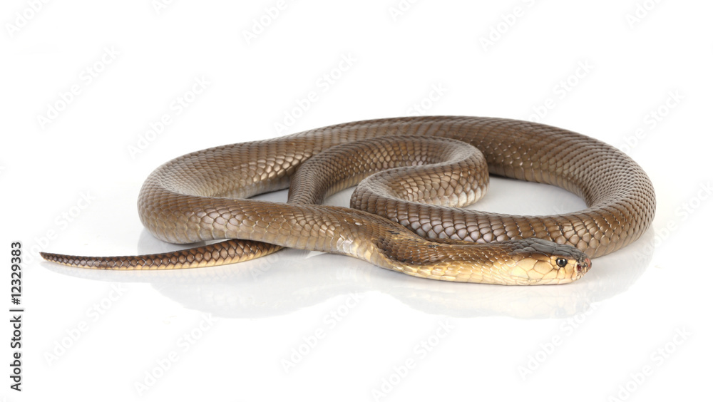 cobra