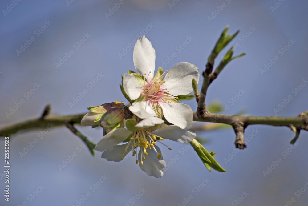 Obraz premium fiore