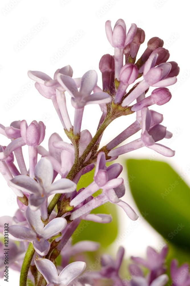 Obraz premium lilac