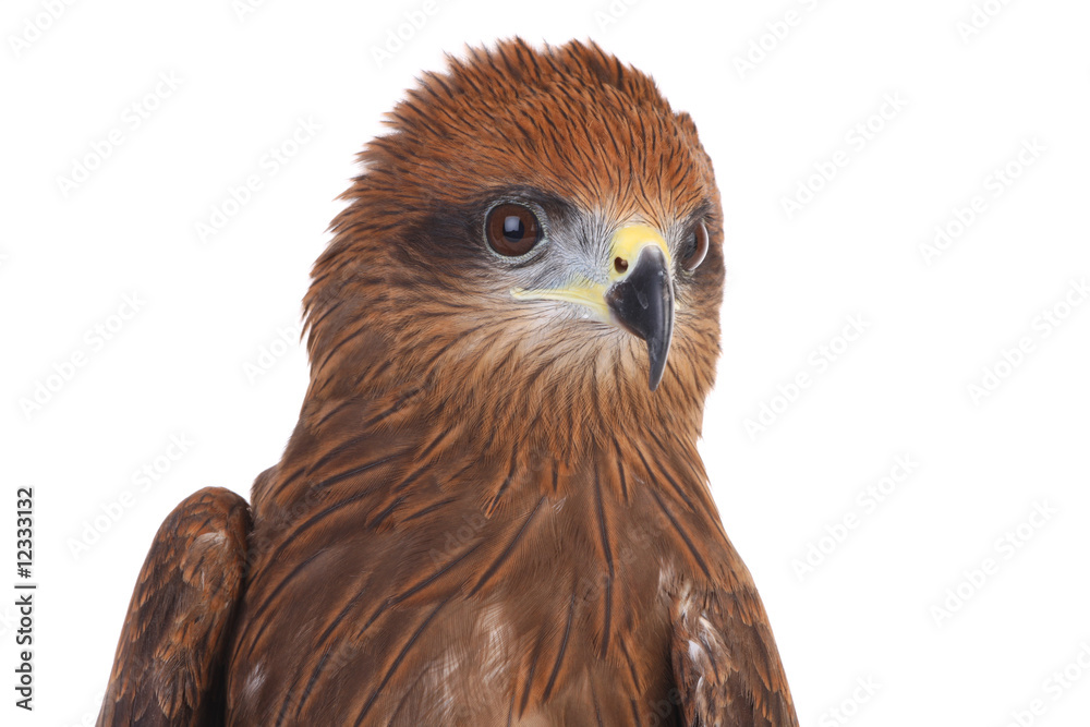 Fototapeta premium eagle