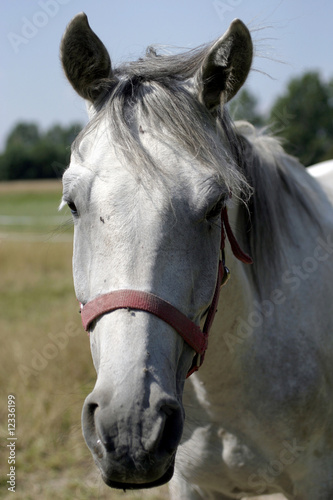 white horse on the meadow © HANA76