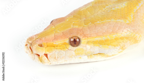 snake head