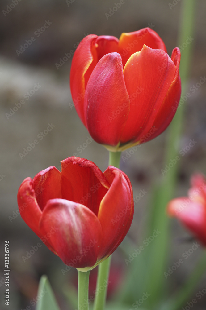 Fototapeta premium tulip