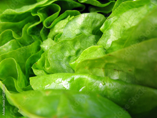 Alface - Organic Lettuce - Salade