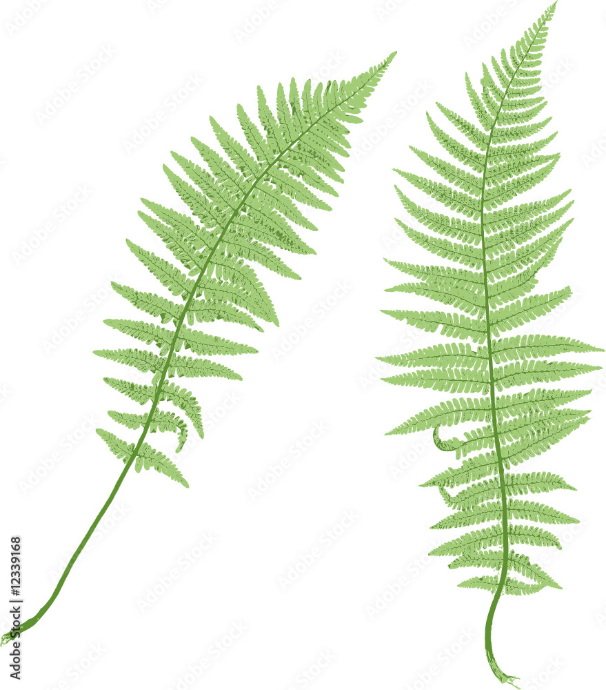 Fern isolated on white background. Fern isolated on white background.
