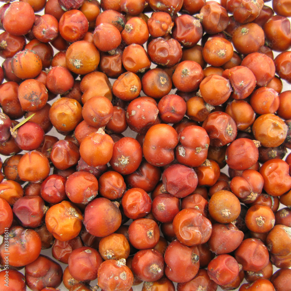 Juniperus red berries