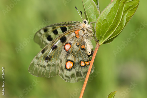 nomion butterfly photo