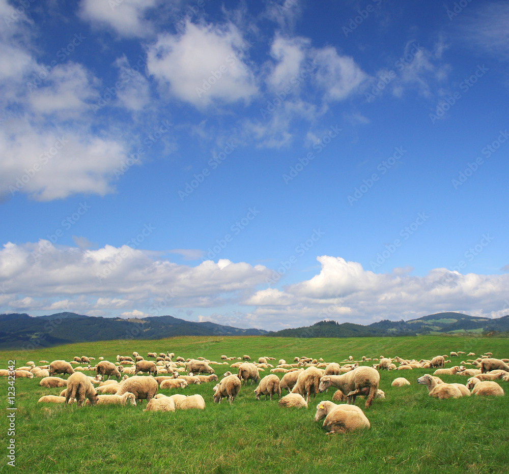 Fototapeta premium A Summer landscape with herd sheeps in Poland