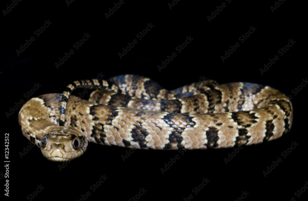 Obraz premium False Water Cobra
