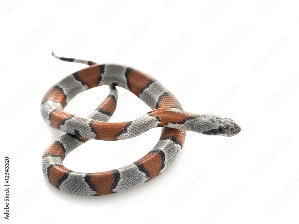 Gray Banded Snake Gray Banded Snake