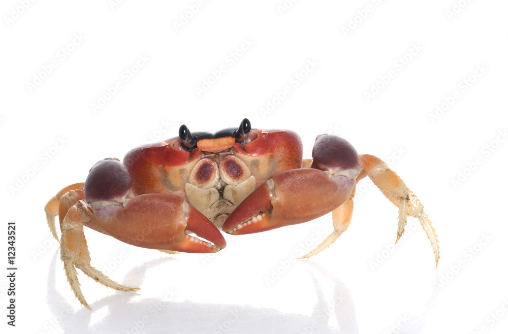 Fototapeta premium Moon Crab