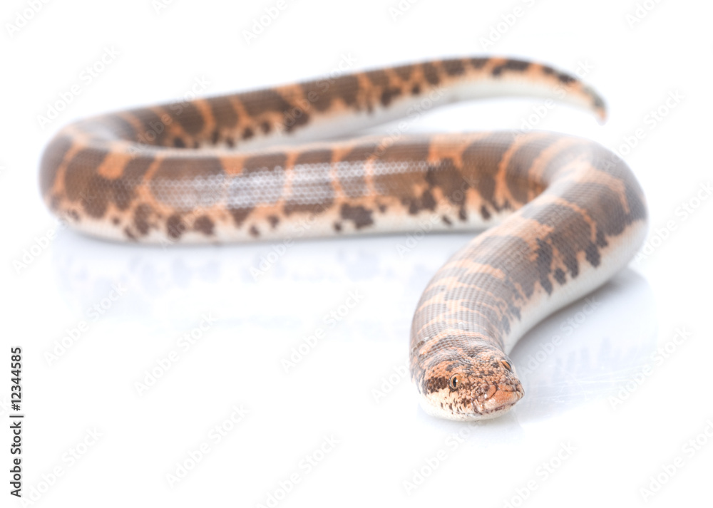 Obraz premium Kenyan Sand Boa (male)