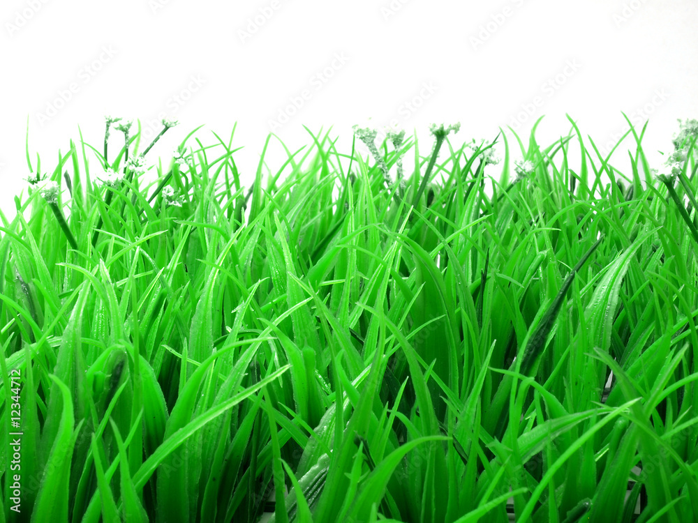 Obraz premium Grünes Gras im Frühling