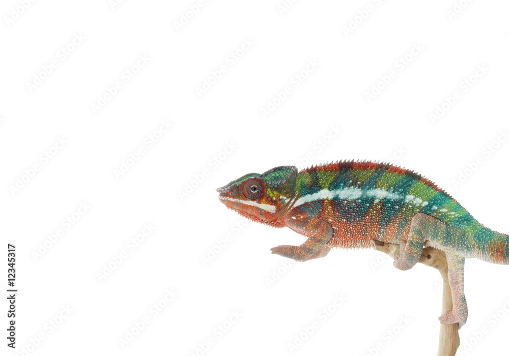 Panther Chameleon Panther Chameleon
