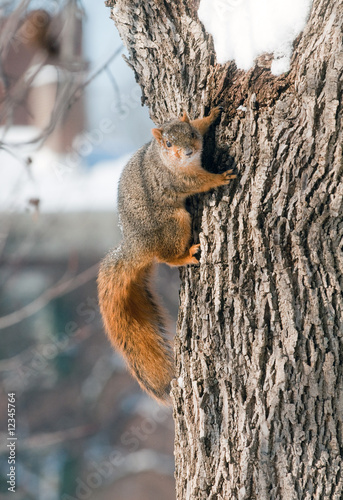 Squirrel clinging to a tree © Tony Campbell