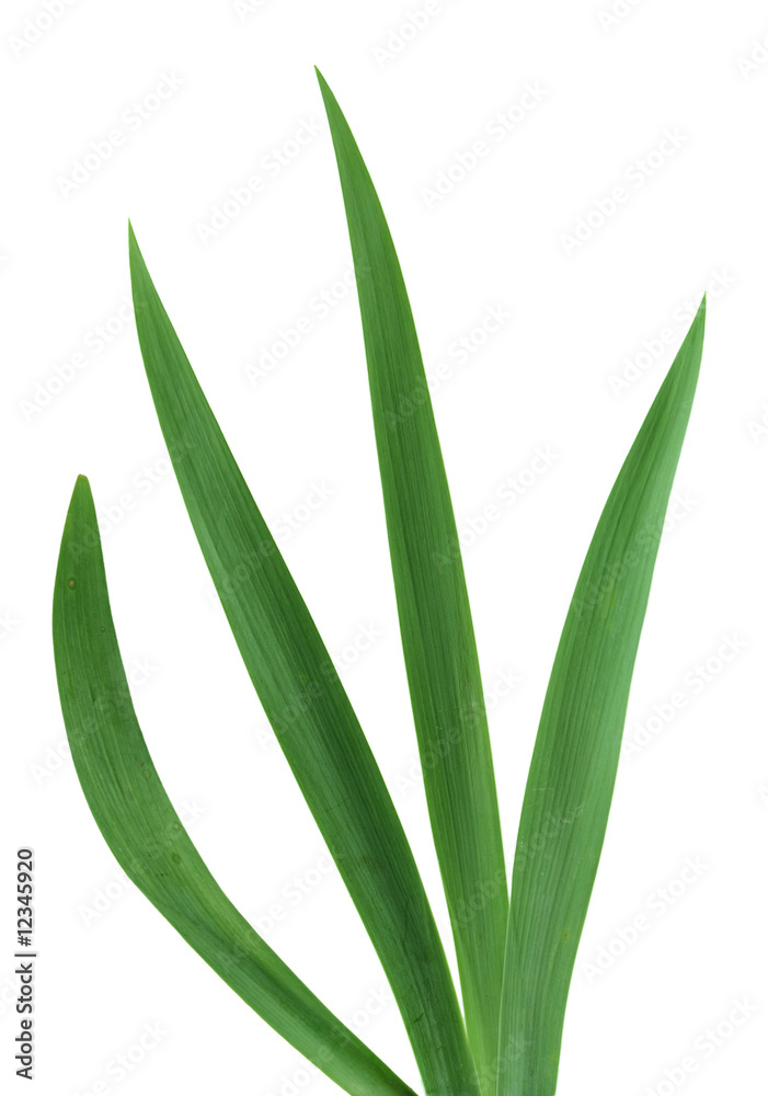 Obraz premium Iris Leaves