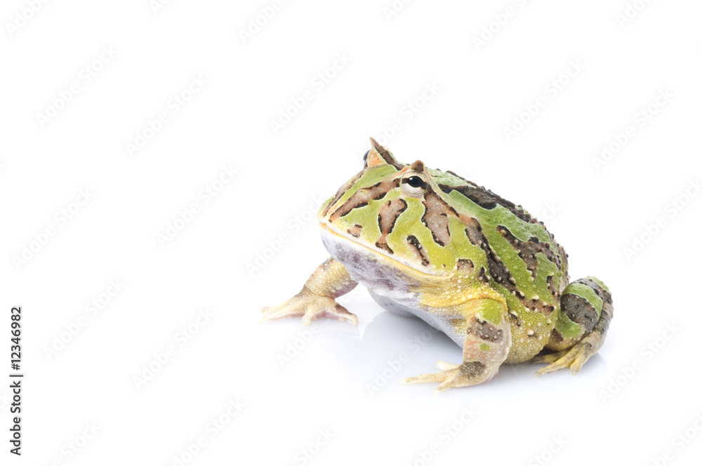 Naklejka premium green Fantasy Frog