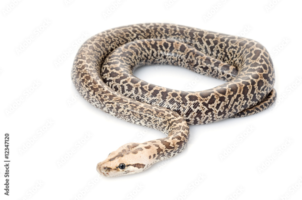 Granite Burmese Python (2.0 Albino Het) Granite Burmese Python (2.0 Albino Het)