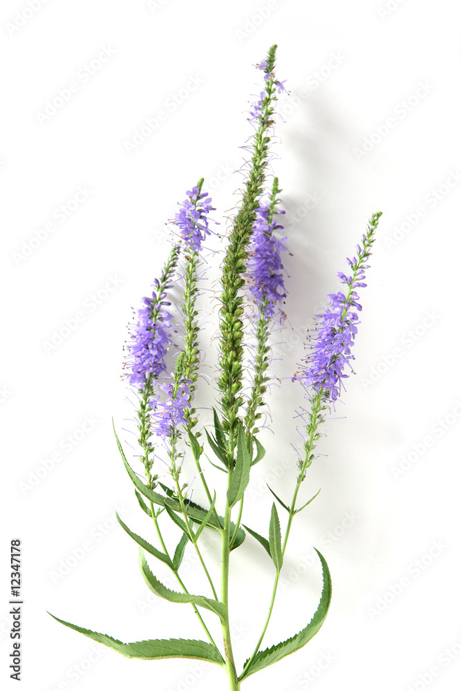 Naklejka premium Salicaria