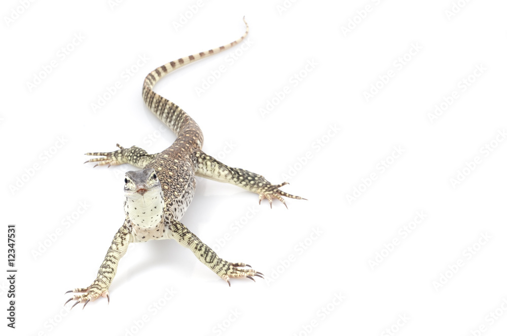 Naklejka premium Argus Monitor