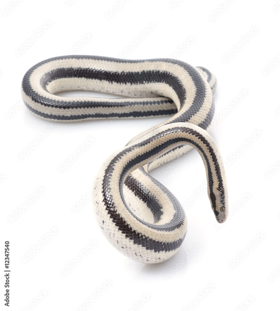 Fototapeta premium San Ignacio Rosy Boa