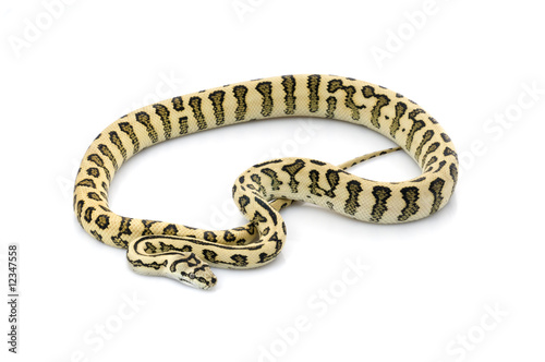 Jaguar Carpet Snake © NatalieJean