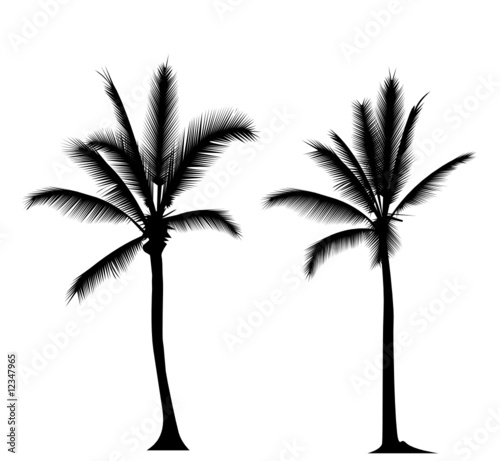 Palm trees