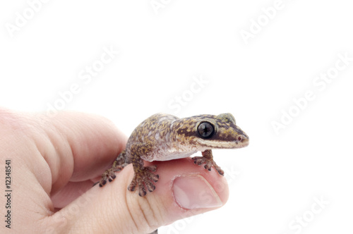 Oedura Monilis Gecko on hand