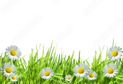 Grass with white daisies against a white