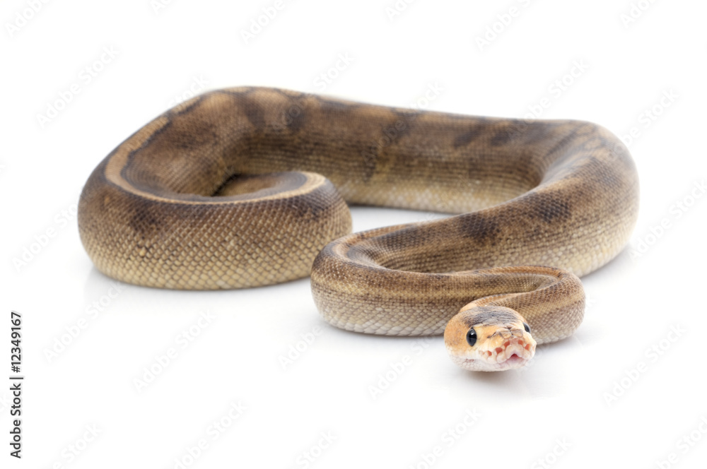 Obraz premium Champagne Ball Python