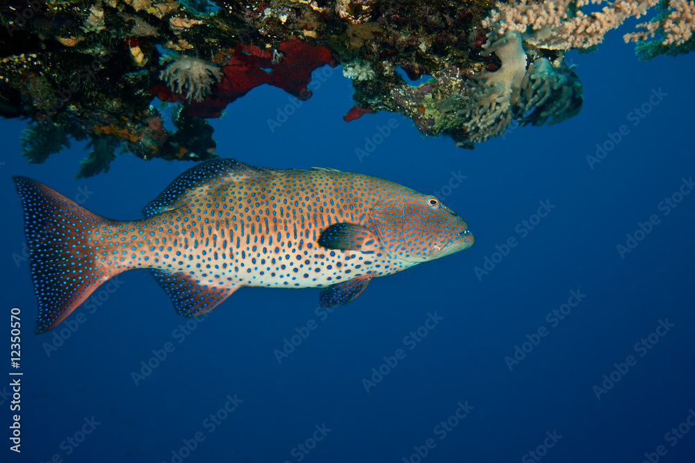 Naklejka premium coralgrouper