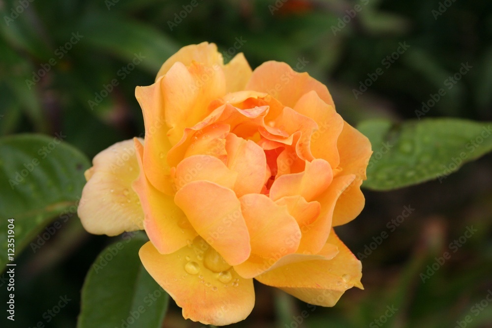 Rose Rose