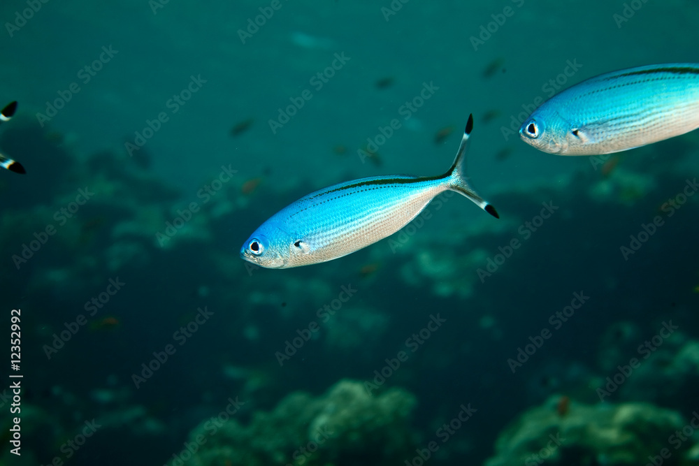 Naklejka premium fusilier