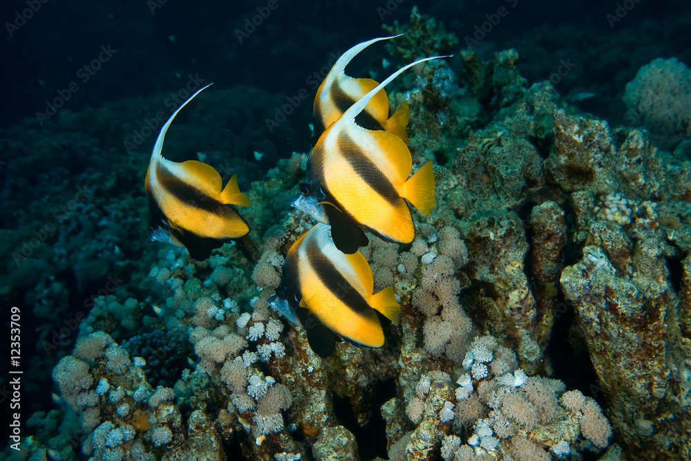 bannerfish bannerfish