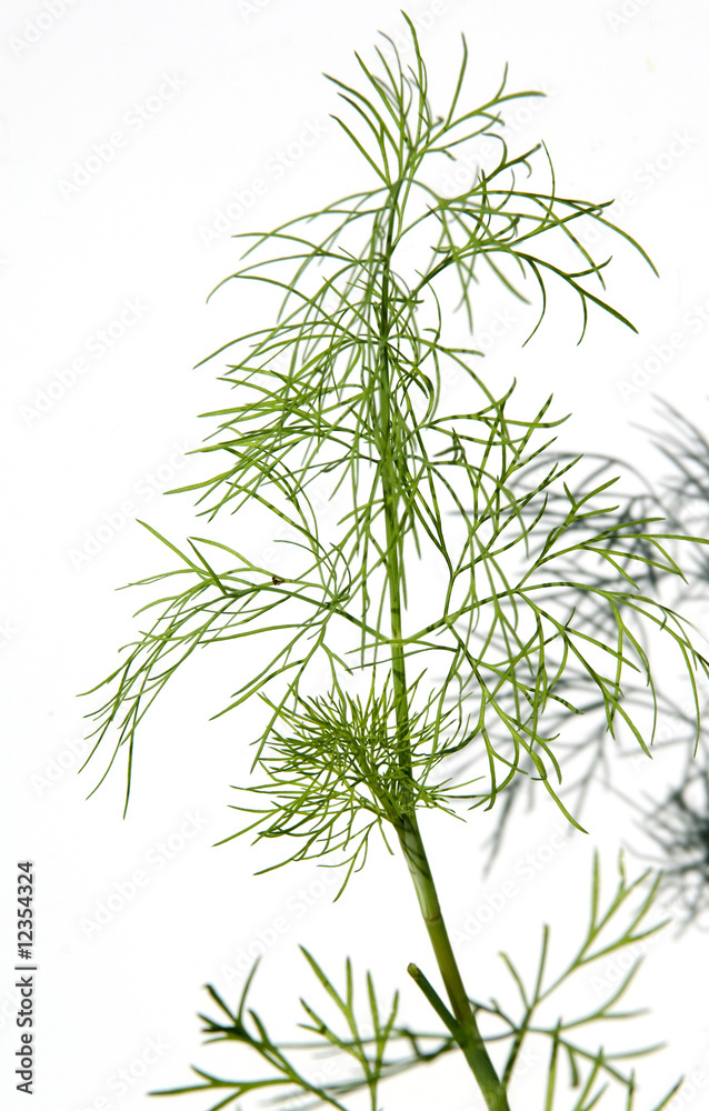 Obraz premium Dill