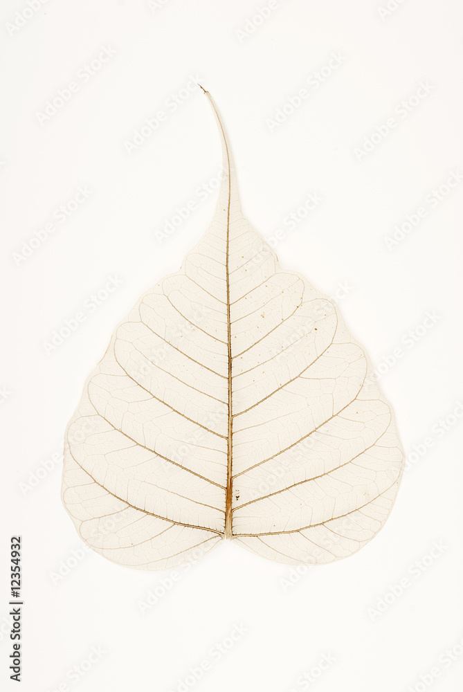 Canvas Print Bodhi or Peepal Leaf from the Bodhi tree - PIXERS.CO.NZ