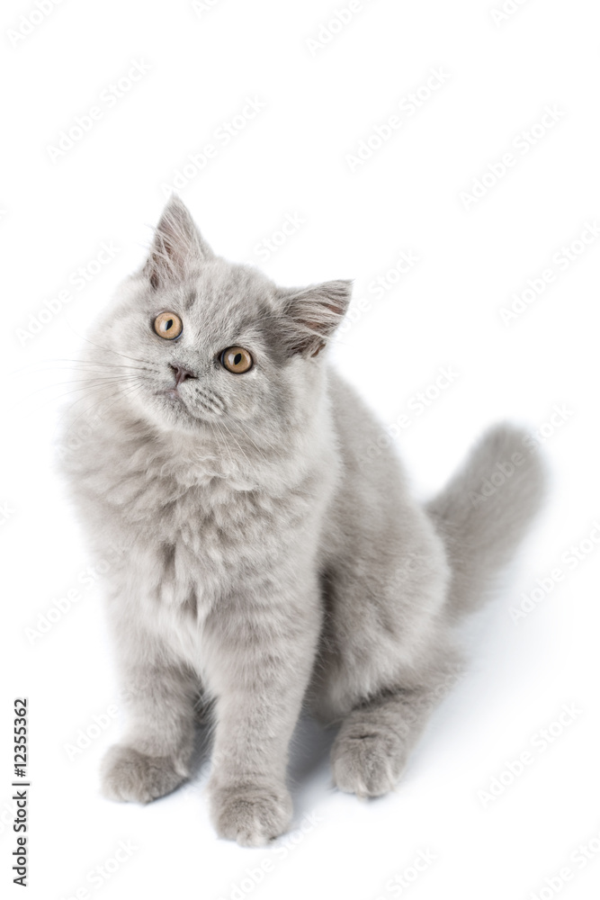 Obraz premium cute British kitten isolated