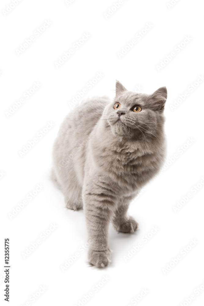 Obraz premium cute British kitten looking up isolated