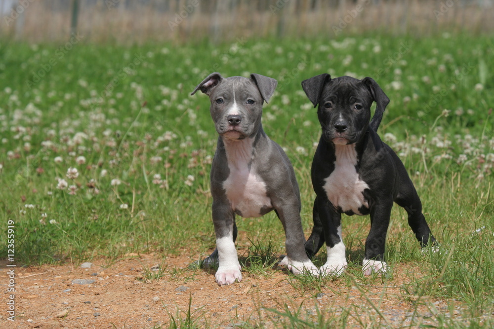 duo de copains chiots amstaff plantés de face - surpris duo de copains chiots amstaff plantés de face - surpris