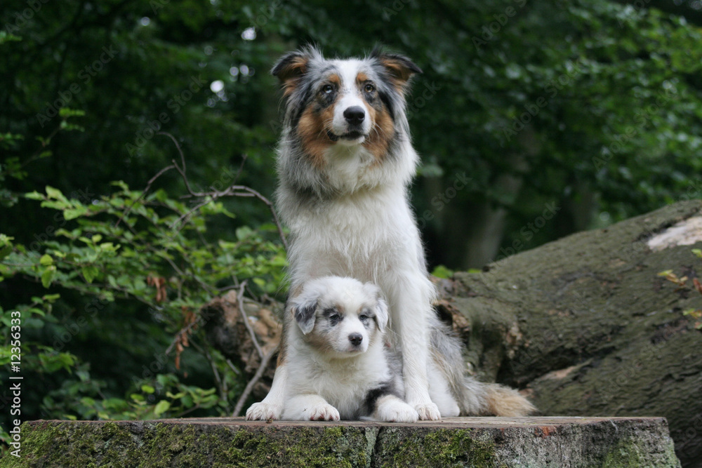 grand et tout petit bergers australien en pose serré