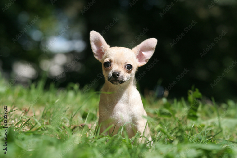 Les belles grandes oreilles du petit chihuahua à poil court