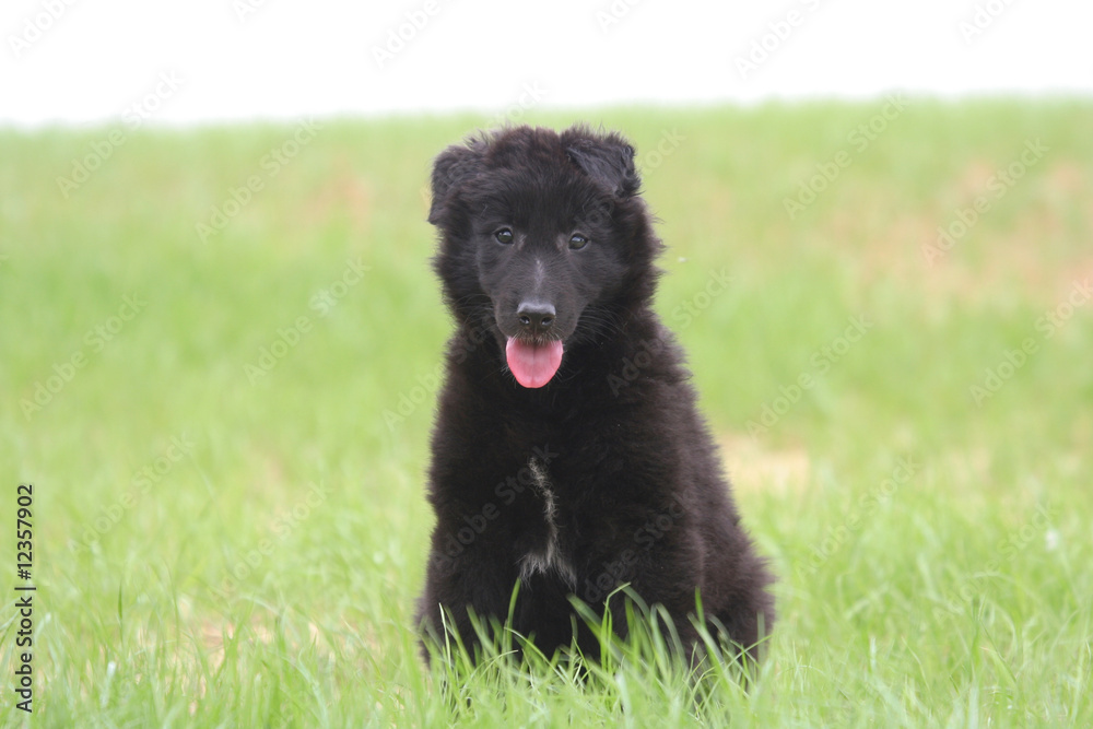 Fototapeta premium jeune berger belge de race groenendael assis de face