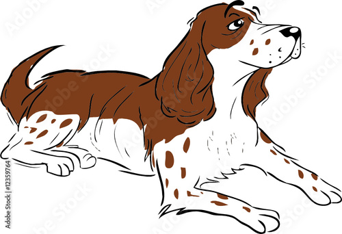 spaniel laying