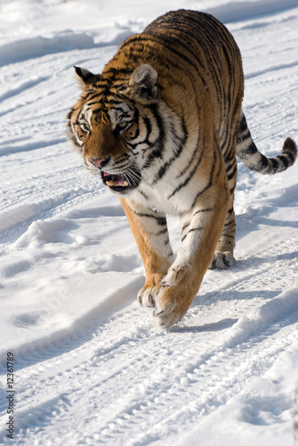 Snarling SIberian Tiger