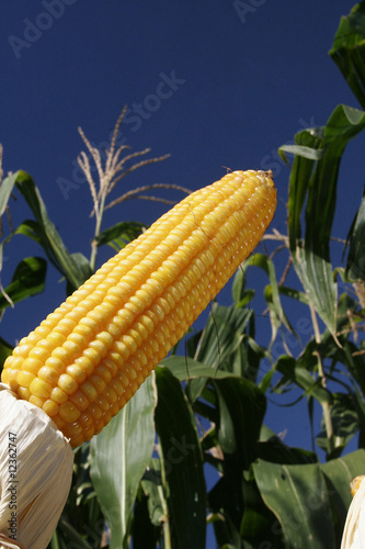 corn for industrial use