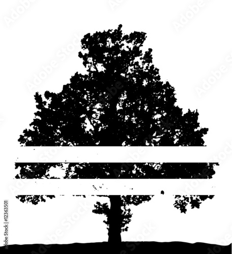 old tree photo