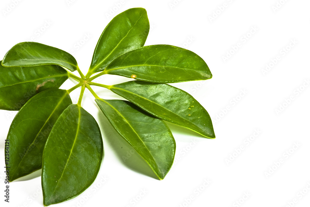 Leaves Leaves