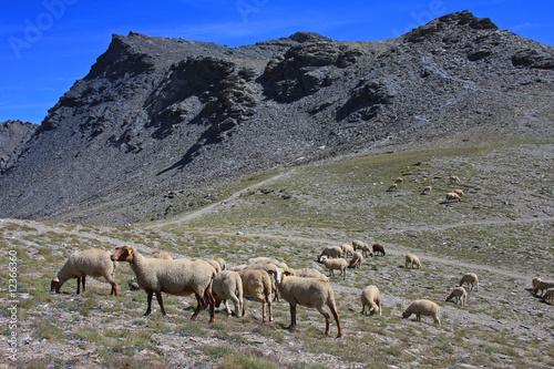 Troupeau de moutons en altitude © Guillaume Besnard