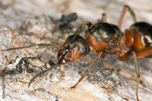 Extreme front view of a wood ant