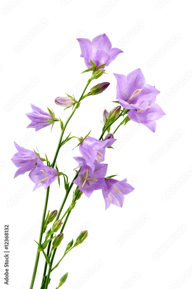 Bouquet of hand bells Bouquet of hand bells